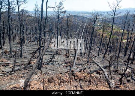 Burned forest in Attica, Greece, after the bushfires at Parnitha Mount and the districts of Varympompi and Tatoi, in early August 2021. Stock Photo