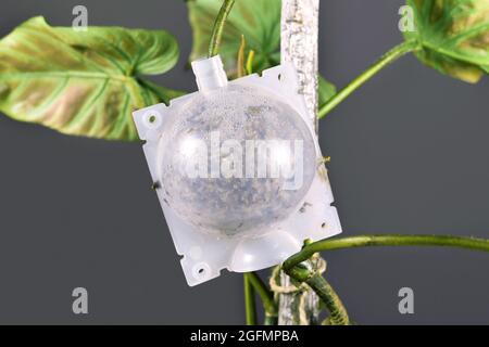 Plant air layering propagation ball filled with sphagnum moss to let plant grow roots Stock Photo