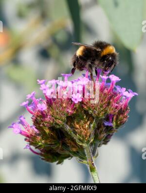 White Tailed Bumblebee (Bombus lucorum), busy pollinating a Verbena flower Stock Photo
