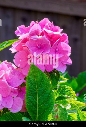 Beautiful bright pink flower of a Hydrangea shrub (Hydrangea macrophylla) Stock Photo