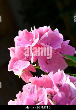 Beautiful bright pink flower of a Hydrangea shrub (Hydrangea macrophylla) Stock Photo