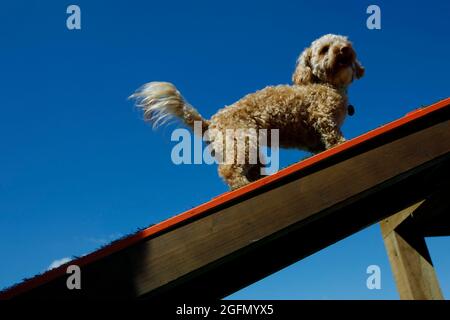 Hektor a cockerpoo tests out the 'Barkour' ramp at Dogstival at Burley in the New Forest Saturday June 5, 2021. Dogstival is the first festival of the Stock Photo