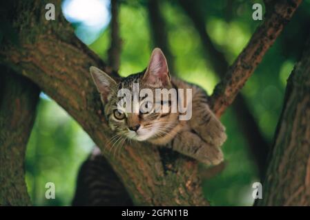Animals. Tabby Cat outdoors up a tree.