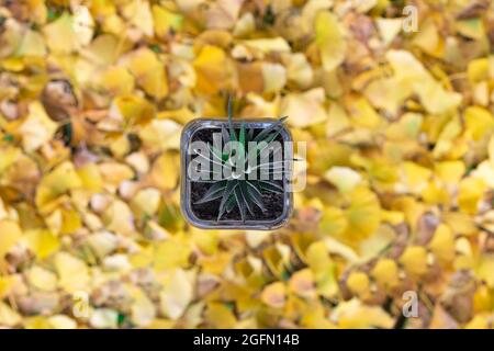 Small plant in glass pot raised above yellow ginkgo biloba leaves with blur background Stock Photo