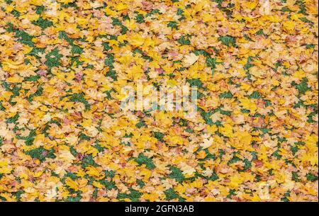 autumn leaves carpet top view Stock Photo