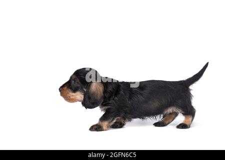 Closeup of a bi-colored longhaired  wire-haired Dachshund puppy walking to the left isolated  on a white background Stock Photo