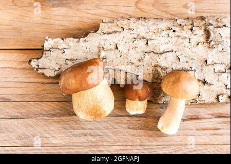 three white forest mushrooms on the background of the bark of a tree on a wooden background Stock Photo