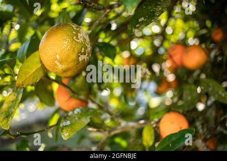 Clove lemon tree (Citrus bigaradia) with fruit on the foot, in the background other lemons and tree branches Stock Photo