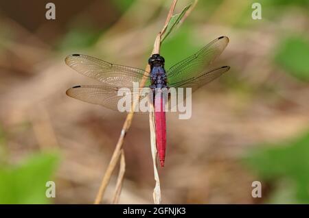 Common Red Skimmer (Orthetrum pruinosum) adult male perched on dead vegetation northern Thailand            November Stock Photo
