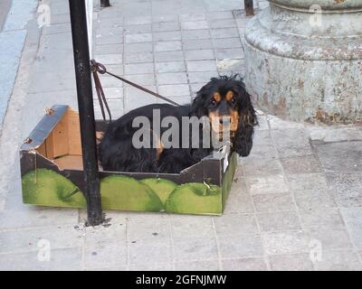 A small dog sits in a fruit box tied to a pillar in the city on a stone surface Stock Photo