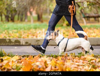 Well trained dog walking on loose leash next to owner in autumn park on warm sunny day Stock Photo