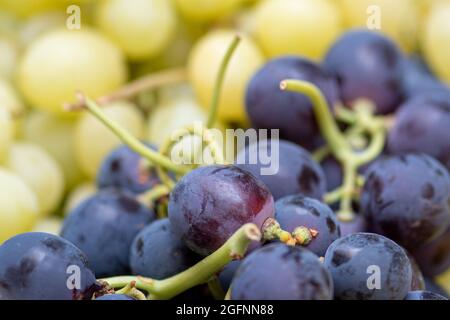 Mixed black and white table grapes fruit in a street food market, close up Stock Photo
