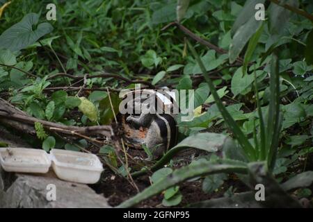 Small chipmunk in the forest finding food Stock Photo