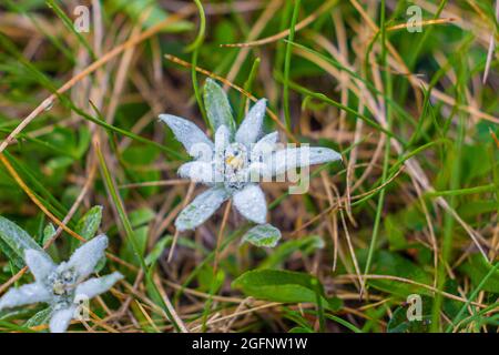 Photography of an rare and protected Edelweiss flower in it's natural habitat. Macro photography of an edelweiss Stock Photo