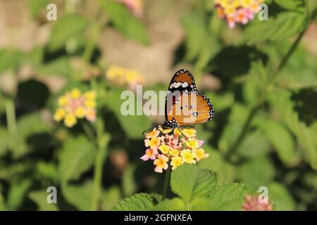 African queen butterfly, Feryal garden, Aswan, Egypt Stock Photo
