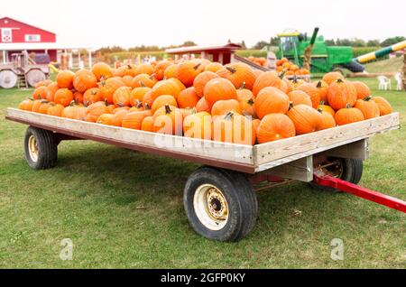 Wooden wagon full of ripe pumpkins at a harvest fair. Halloween and Thanksgiving theme. Stock Photo