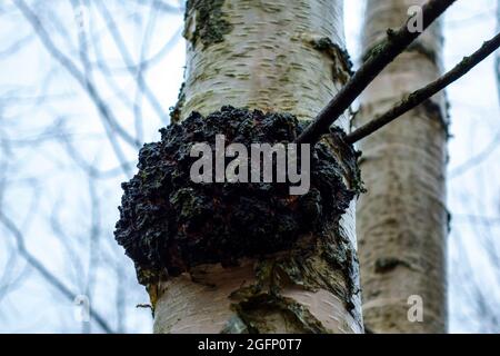 Burl on a birch, growth on a tree with deformed wood fibers. Diseases of trees. Stock Photo