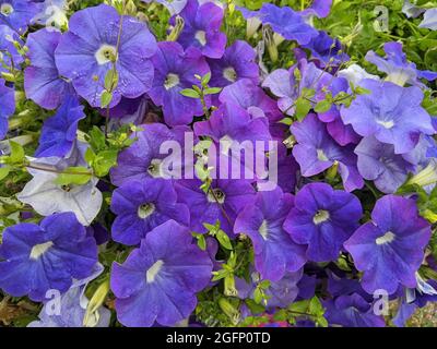 Purple petunia flowers for packaging, advertising and design. Stock Photo