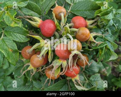 Orange rose hips on a bush, used in medicine as a medicinal tea. Stock Photo