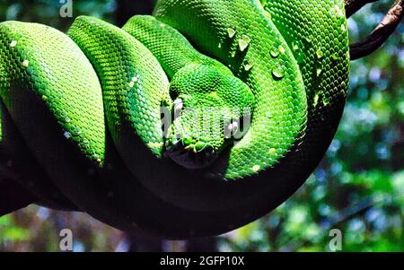 Closeup shot of a Green python (Morelia Viridis) comfortably coiled on a tree branch Stock Photo