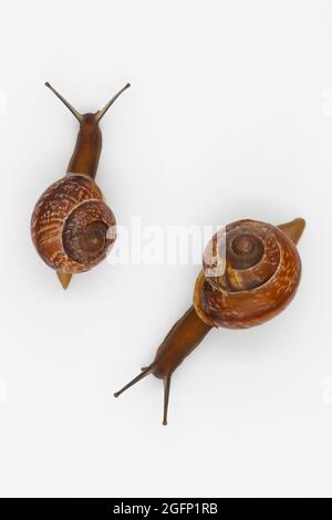 Two garden snails isolated on white background for design. Stock Photo