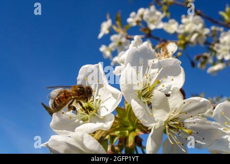 A bee collects nectar and pollen on a white flower of a fruit tree. Stock Photo
