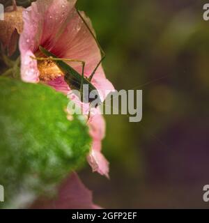 Grasshopper insect on a large pink mallow flower Stock Photo