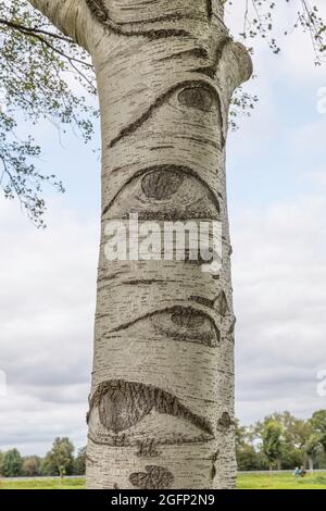 a white tree with eyes in the netherlands Stock Photo
