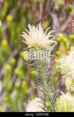 Featherhead (Phylica spp.) in mountain Fynbos, Cedarberg, Western Cape, South Africa Stock Photo