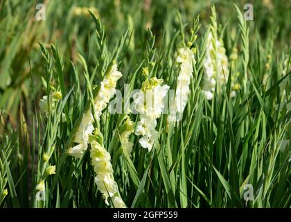White Gladiolus flowers in a field. Sunny day. Stock Photo