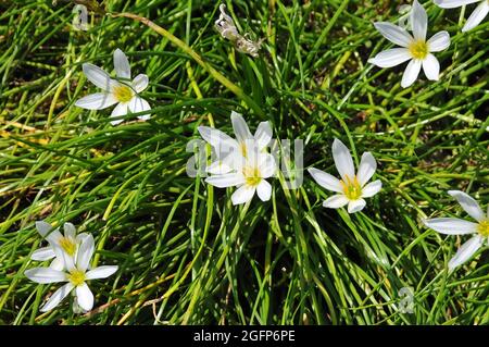 autumn zephyrlily, white windflower, Zephyranthes candida, hófehér zefírvirág,  South America Stock Photo