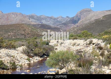 The Koningsrivier winding through Mountain Fynbos in the Riviersonderend Mountains near McGregor, Western Cape, South Africa Stock Photo