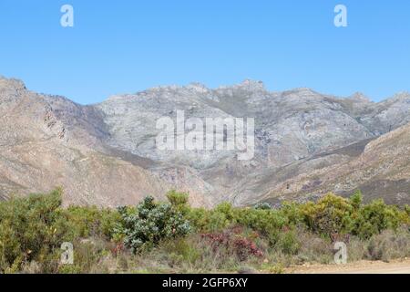 Mountain Fynbos in the Riviersonderend Mountains near McGregor, Western Cape, South Africa Stock Photo