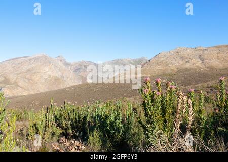 Mountain Fynbos in the Riviersonderend Mountains near McGregor, Western Cape, South Africa Stock Photo