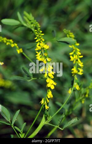 sweet yellow clover, yellow melilot, Gelber Steinklee, Melilotus officinalis, orvosi somkóró, Hungary, Magyarország, Europe Stock Photo