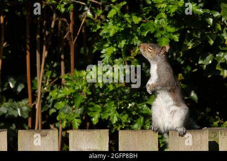 A Squirrel sniffing the air Stock Photo