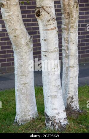 Three silver birch tree trunks Stock Photo