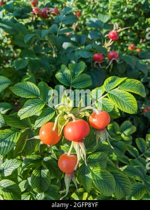 Orange rose hips on a bush, used in medicine as a medicinal tea. Close-up photo of rose hips for advertising and packaging. Stock Photo