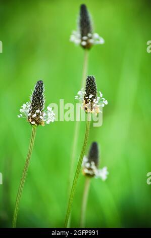 Four Ribwort plantain (Plantago lanceolata) plants set against a green background of grass Stock Photo