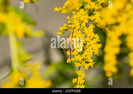 Locust Borer Beetle on Goldenrod Flowers Stock Photo