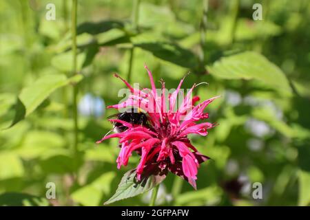 Bumblebee on bergamot flower, tea flavoring, close-up. Stock Photo