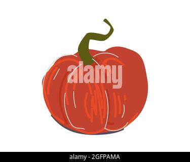 Hand drawn colored pumpkin. Drawing gourd. Ripe squash vegetable vector isolated illustration Stock Vector