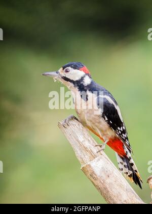 An adult male great-spotted woodpecker foraging in late summer sunshine in mid Wales Stock Photo
