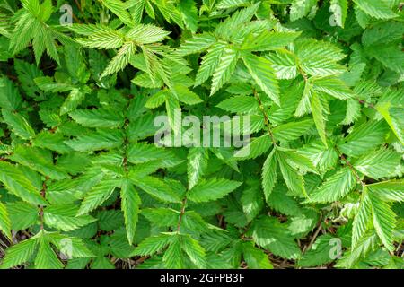 The plant is Filipendula ulmaria, a medicinal plant used in medicine. Stock Photo