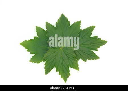 Green currant leaves isolated on white background, laid out in a pattern for design. Stock Photo