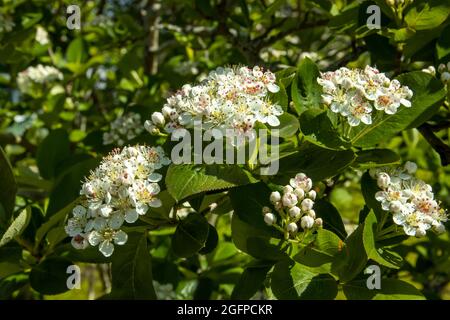 Blooming black mountain ash beautiful background on the theme of spring in the garden. Stock Photo