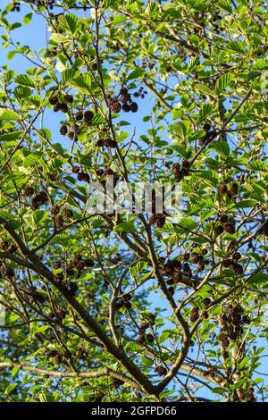 Alder tree with cones and green leaves. Stock Photo