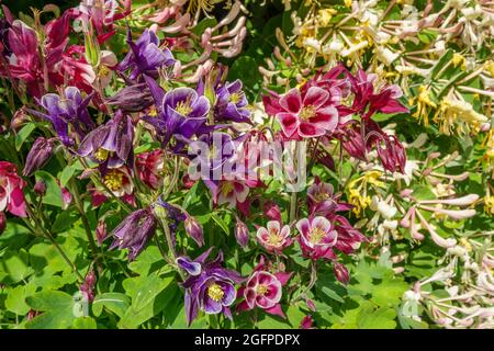 Aquilegia - red and purple bright flowers, beautiful floral landscape. Stock Photo