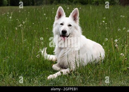 White Swiss Shepherd Dog outdoor portrait in nature. Stock Photo