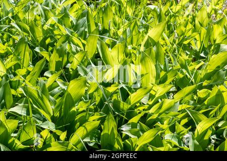 Lily of the valley leaves glowing in the sun, beautiful natural landscape. Stock Photo